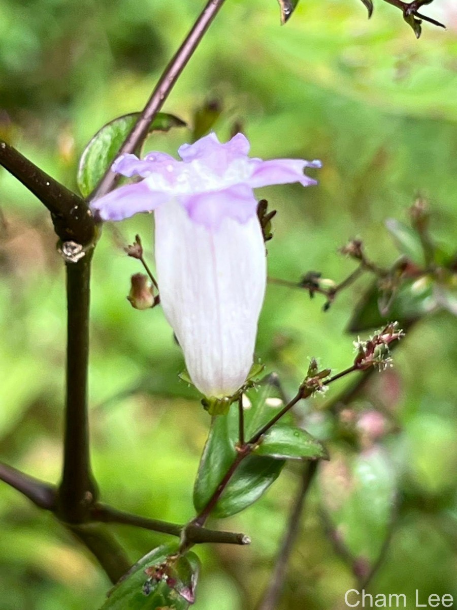 Strobilanthes helicoides T.Anderson